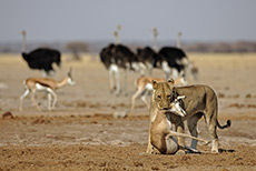 erfolgreiche Jagd